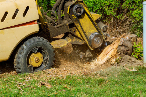 Best Tree Mulching  in Silver City, NM