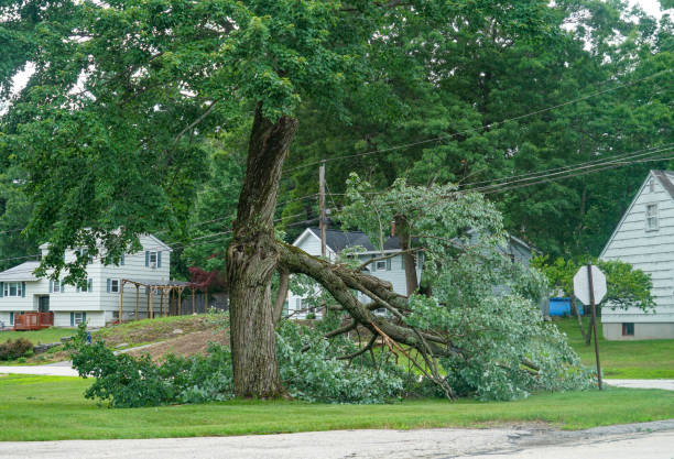 Reliable Silver City, NM Tree Care Services Solutions